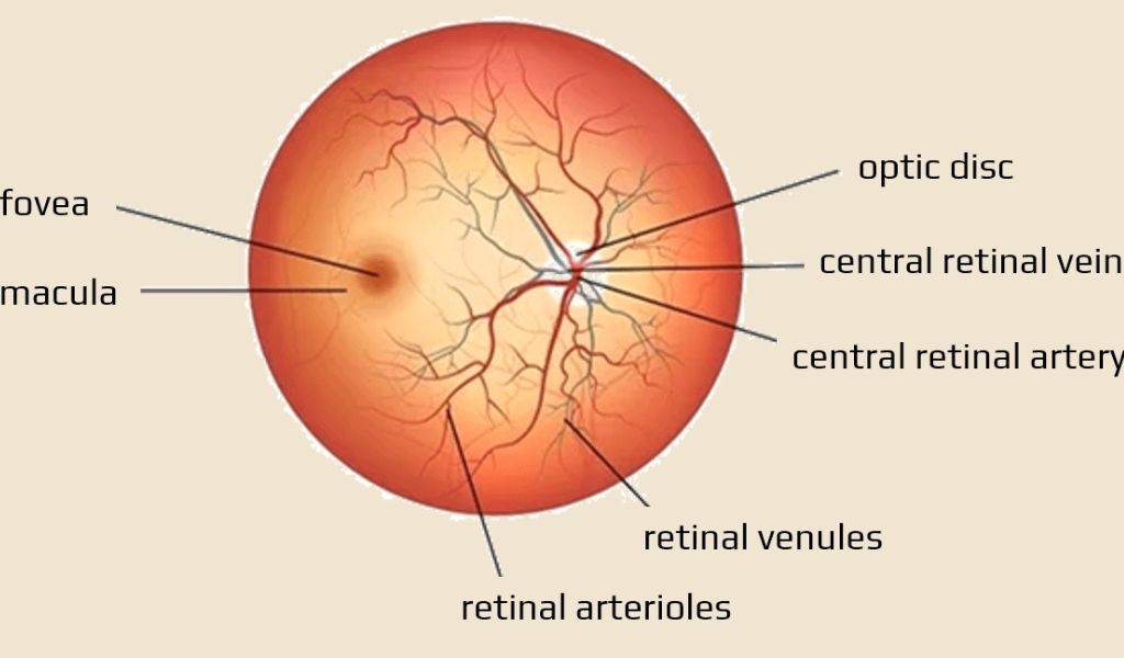 Hình ảnh minh họa cấu trúc đáy mắt và vị trí đĩa thị liên quan đến tình trạng phù gai thị