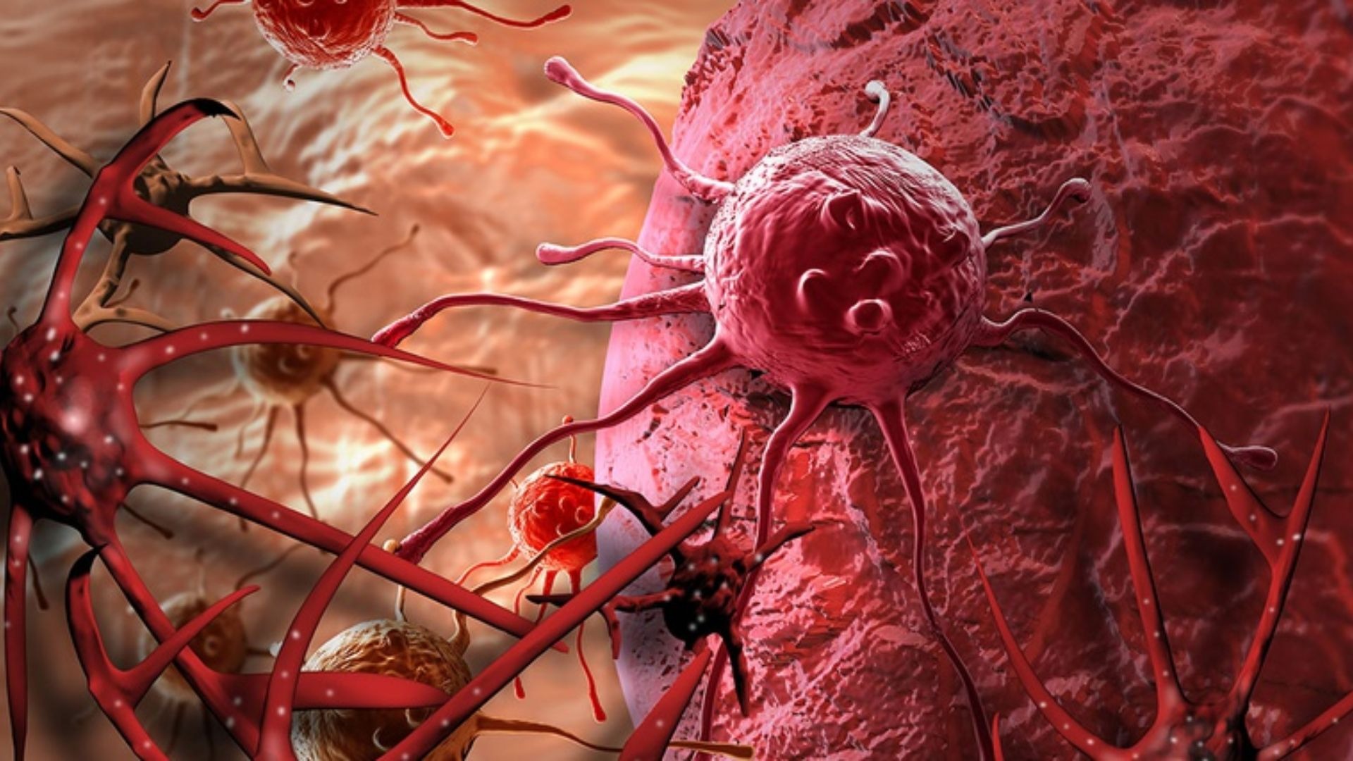 Ca cao có tiềm năng ức chế tế bào ung thư