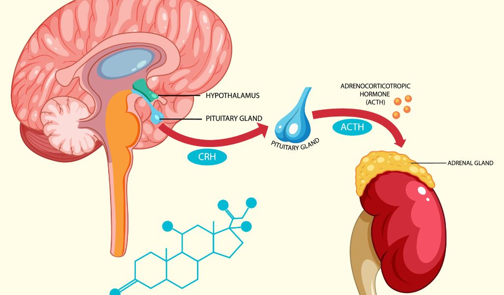 Suy thượng thận do thuốc là tình trạng rối loạn chức năng tuyến thượng thận do dùng corticoid kéo dài