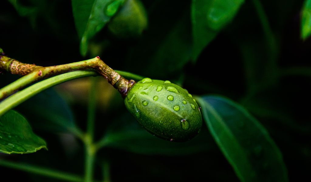 Ăn cóc có tác dụng gì cho sức khỏe của mẹ bầu? 4