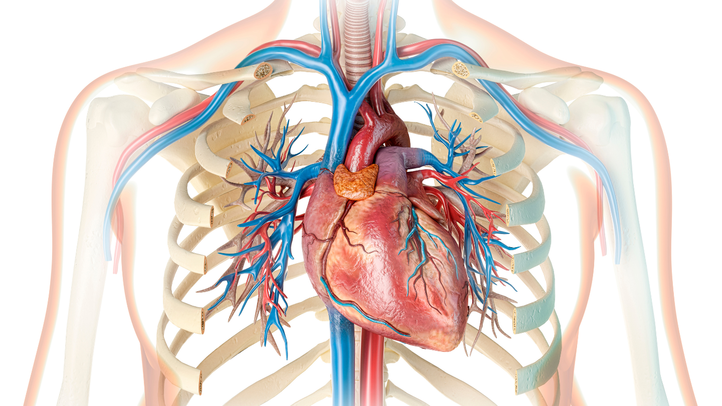 Tim ở bên nào​ của cơ thể là câu hỏi thường gặp của nhiều người