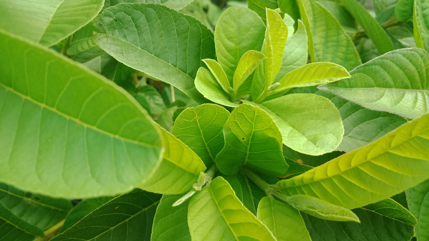 Nhiều người quan tâm tác dụng của lá ổi là gì