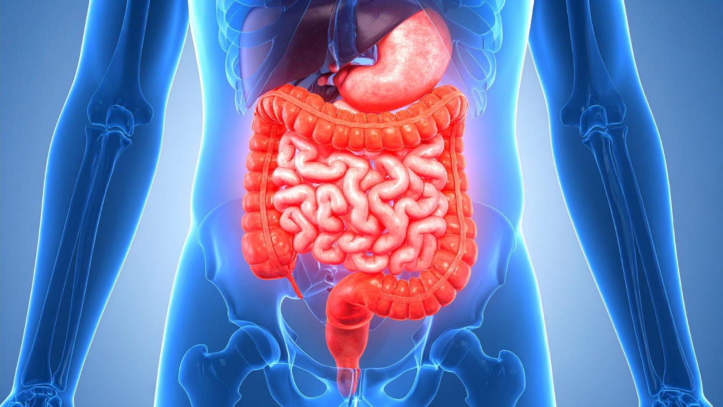 Ăn nấm kim châm thường xuyên giúp cải thiện hệ vi sinh đường ruột, giảm đầy hơi và trào ngược axit