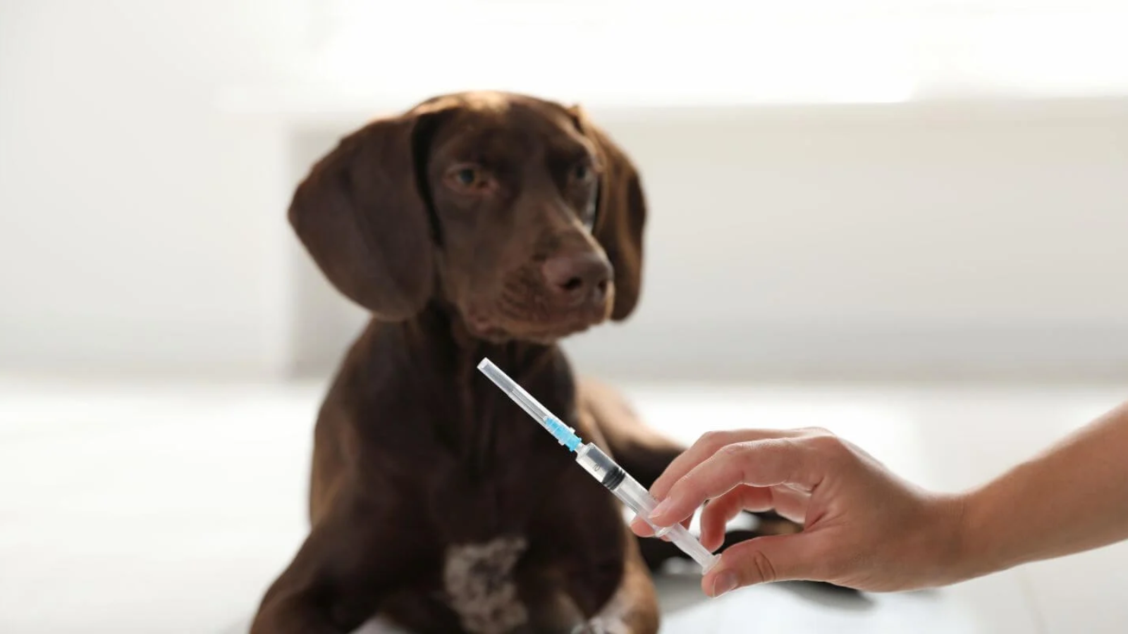 cho-can-sau-15-ngay-van-song-co-can-tiem-vac-xin-dai-khong-nhung-dieu-quan-trong-can-biet 2.png