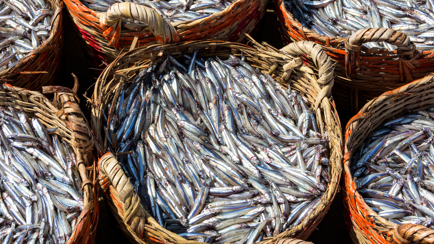 Cá nhỏ ăn nguyên con là nguồn cung cấp canxi rất tốt