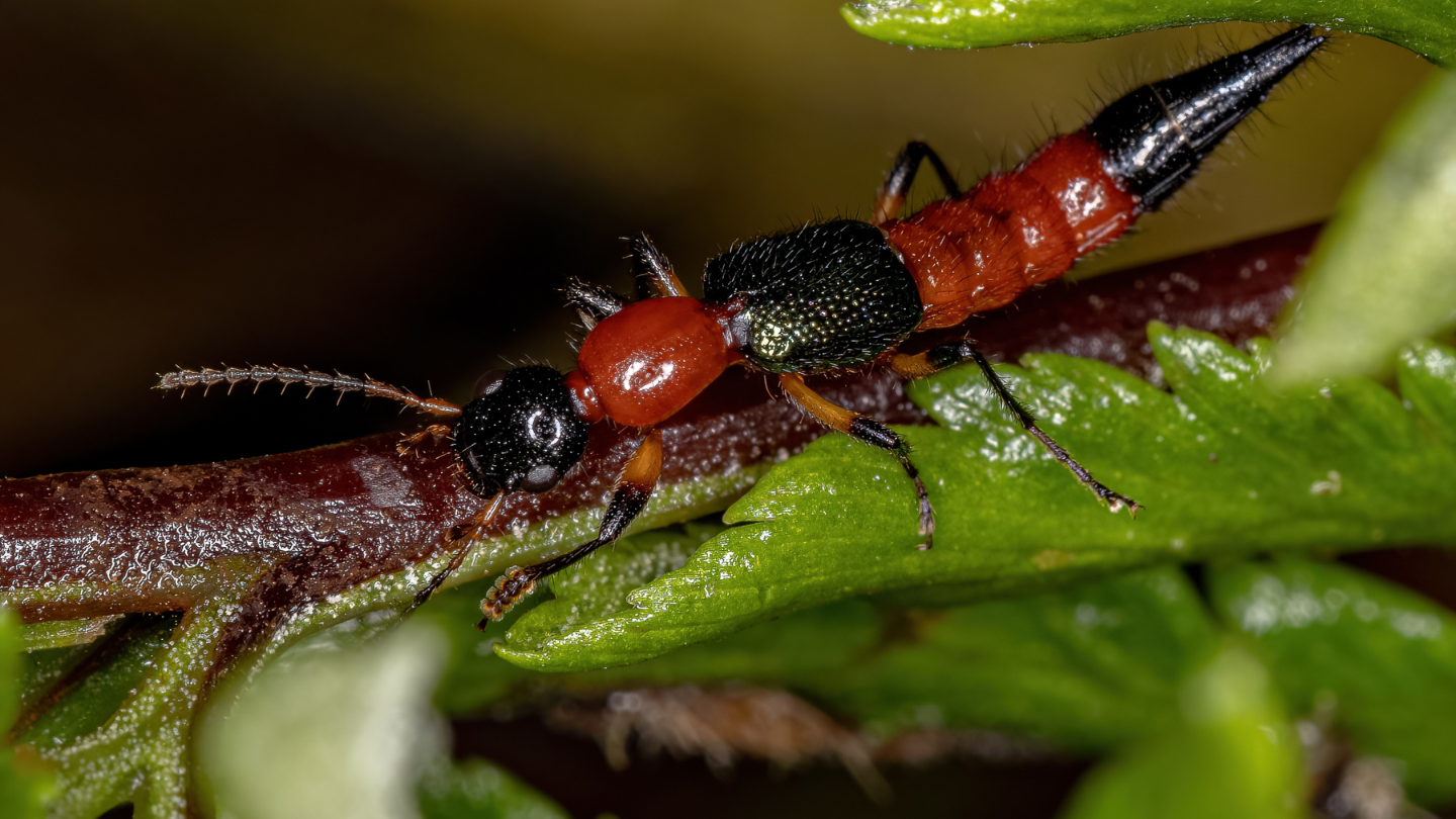 Kiến ba khoang là côn trùng nhỏ nhưng có thể gây tổn thương da nghiêm trọng nếu tiếp xúc không đúng cách