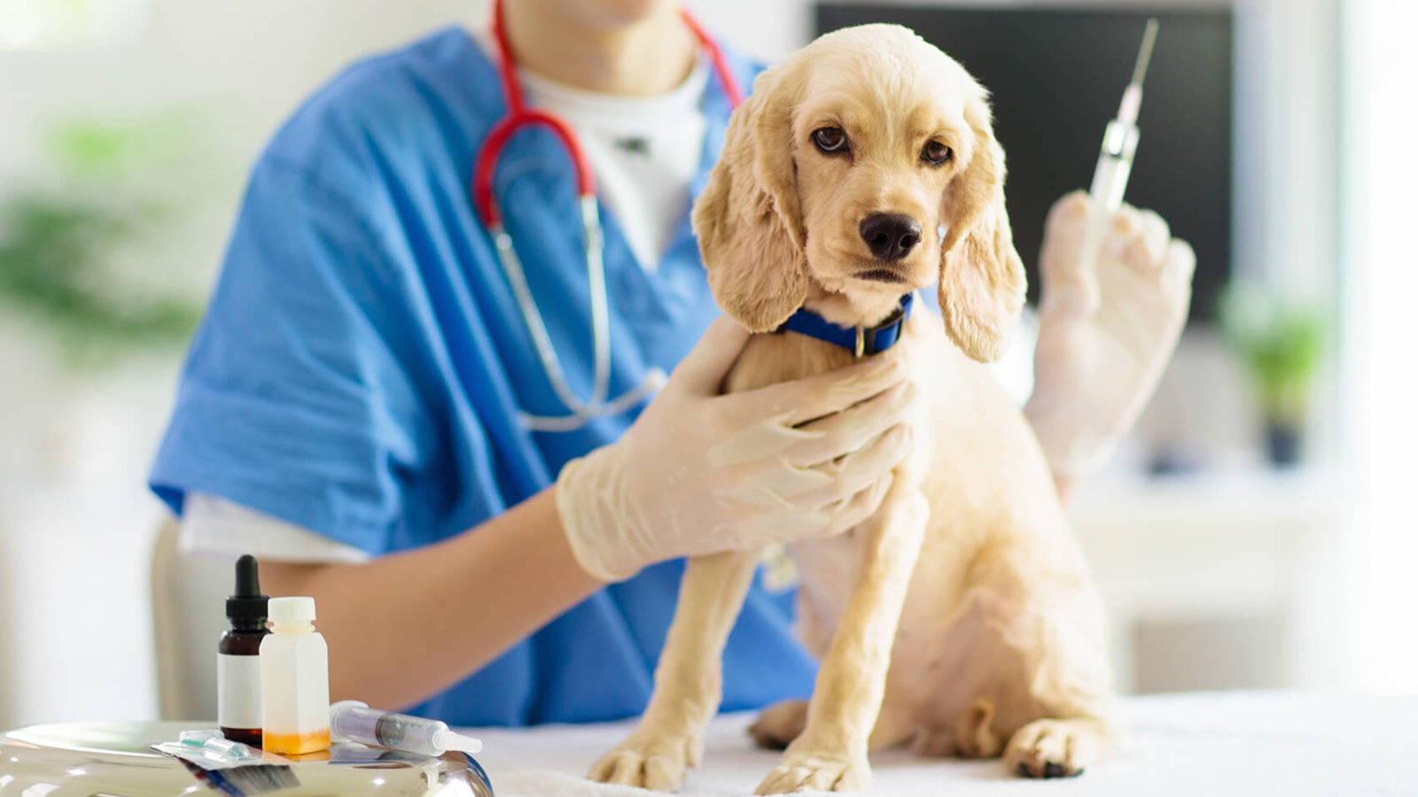 cho-tiem-phong-dai-can-nguoi-co-sao-khong-nhung-dieu-quan-trong-can-biet-de-bao-ve-suc-khoe 3.png