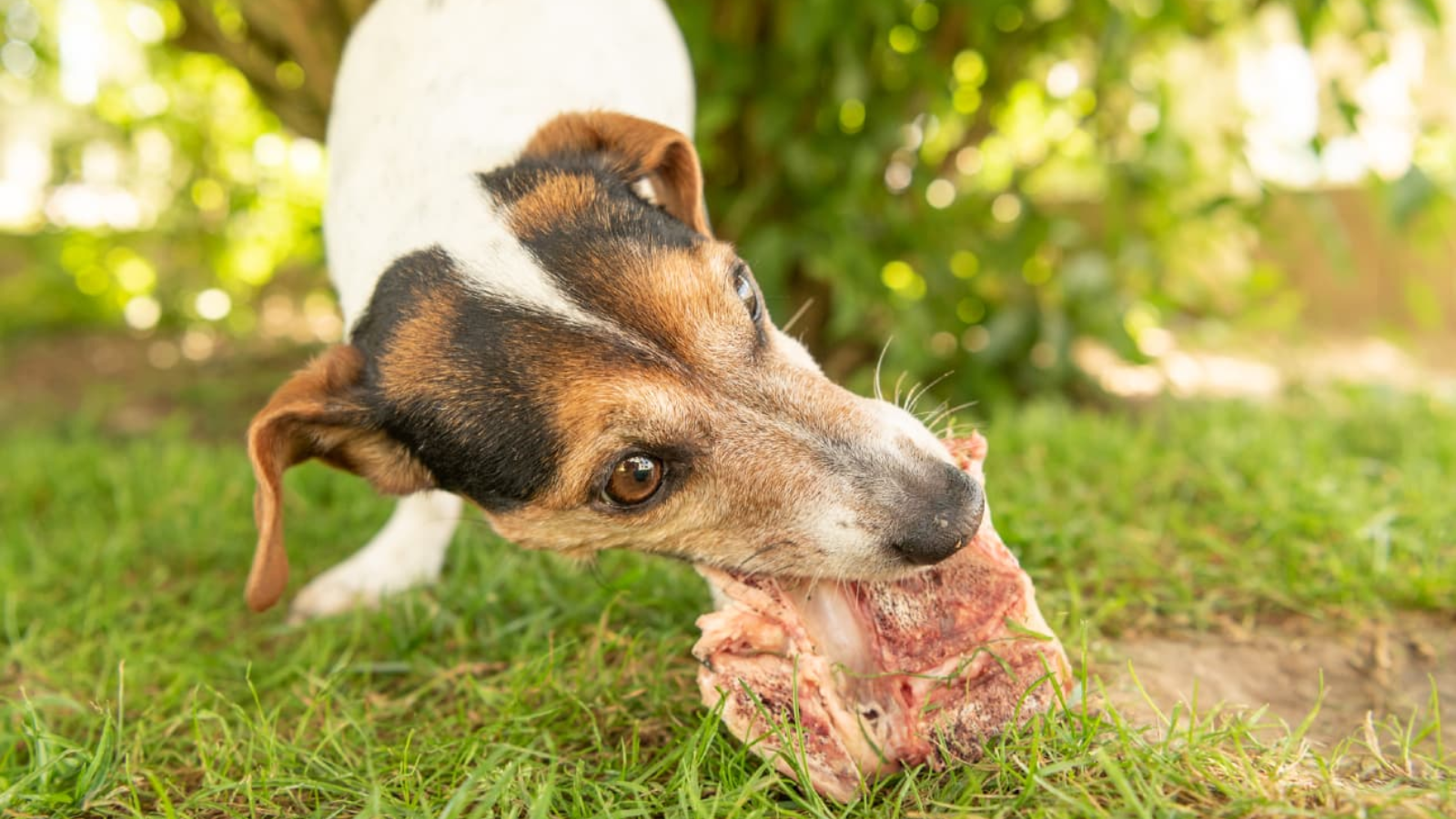 cho-can-sau-15-ngay-van-song-co-can-tiem-vac-xin-dai-khong-nhung-dieu-quan-trong-can-biet 3.png