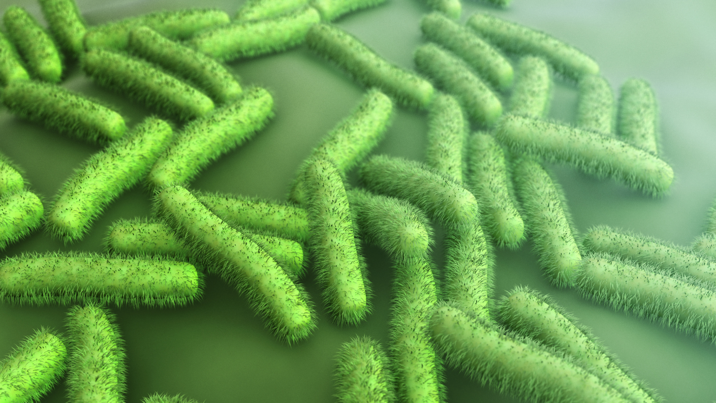 Vi khuẩn E. coli là tác nhân thường gây viêm tiết niệu ở nữ