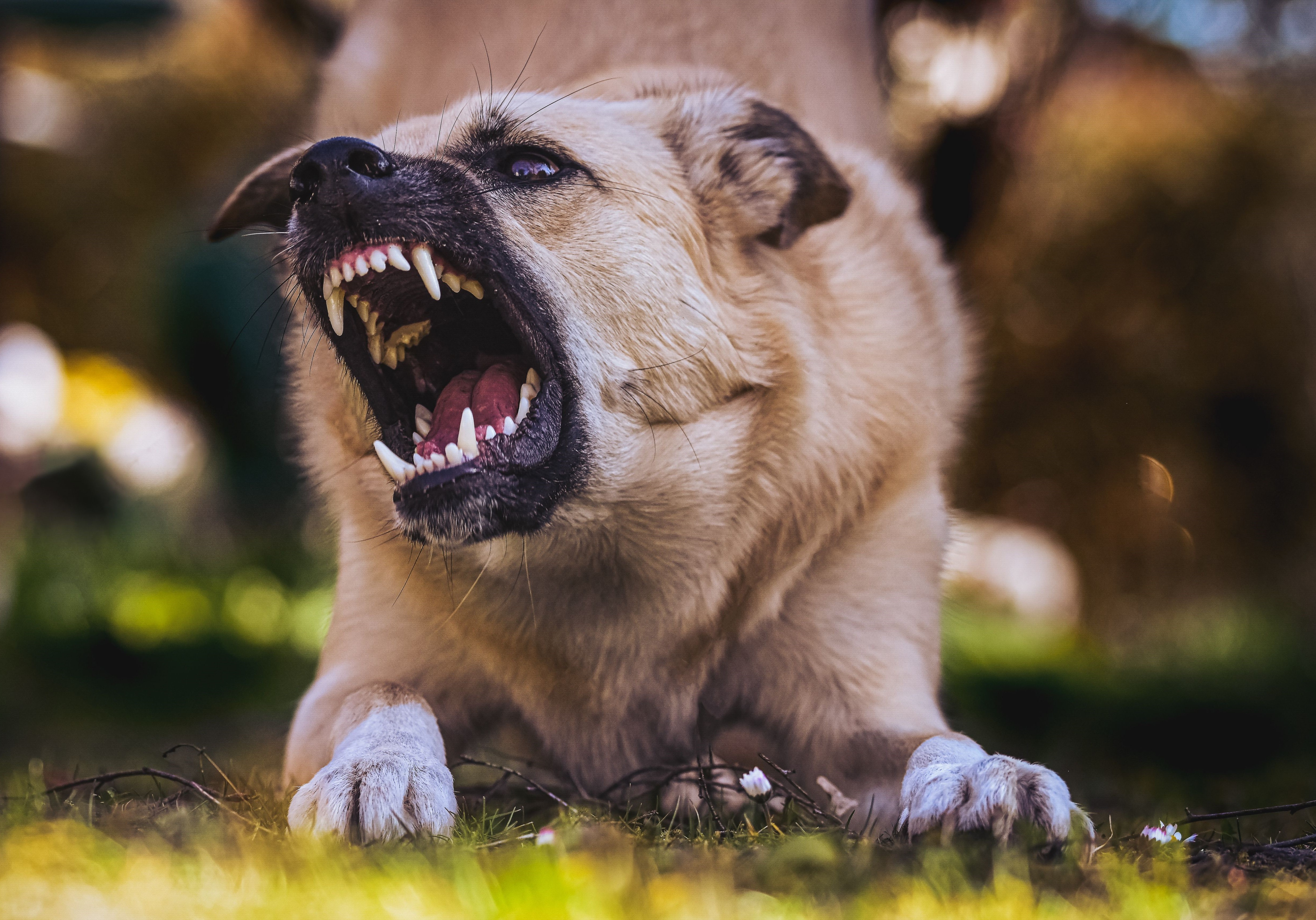 bi-cho-can-co-phai-tiem-uon-van-khong 3