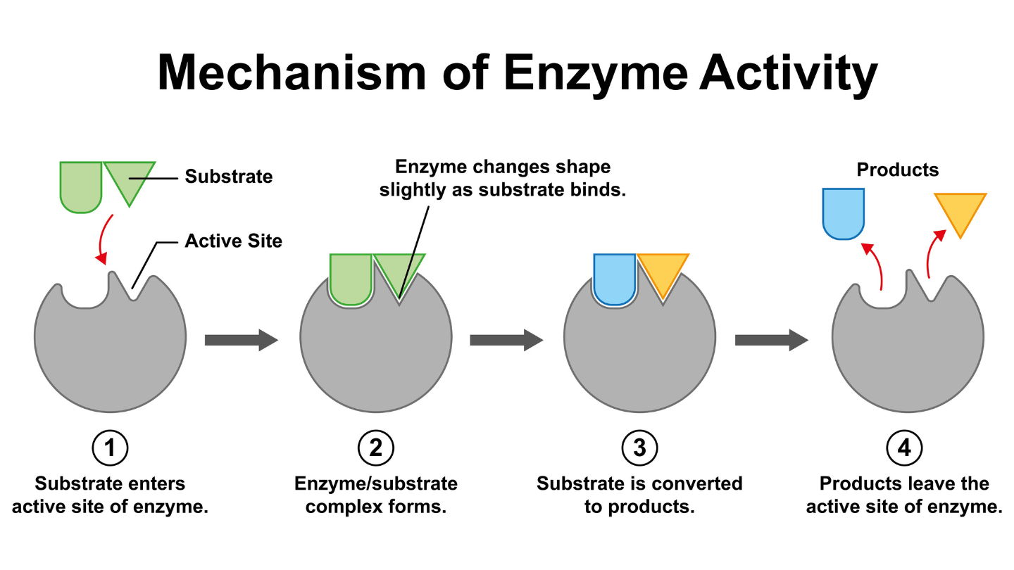 Enzyme hoạt động theo cơ chế "ổ khóa - chìa khóa"