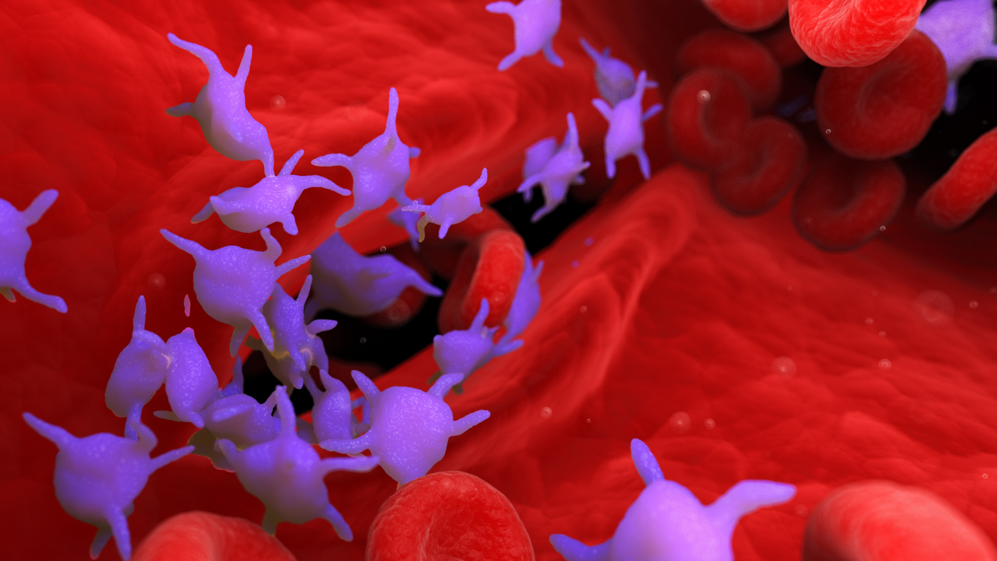 Tiểu cầu chủ yếu liên quan đến quá trình đông máu và cầm máu của cơ thể