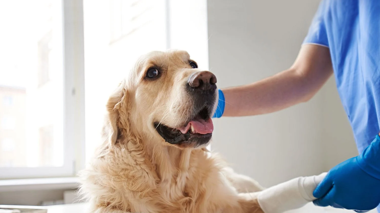 cho-can-sau-15-ngay-van-song-co-can-tiem-vac-xin-dai-khong-nhung-dieu-quan-trong-can-biet 5.png