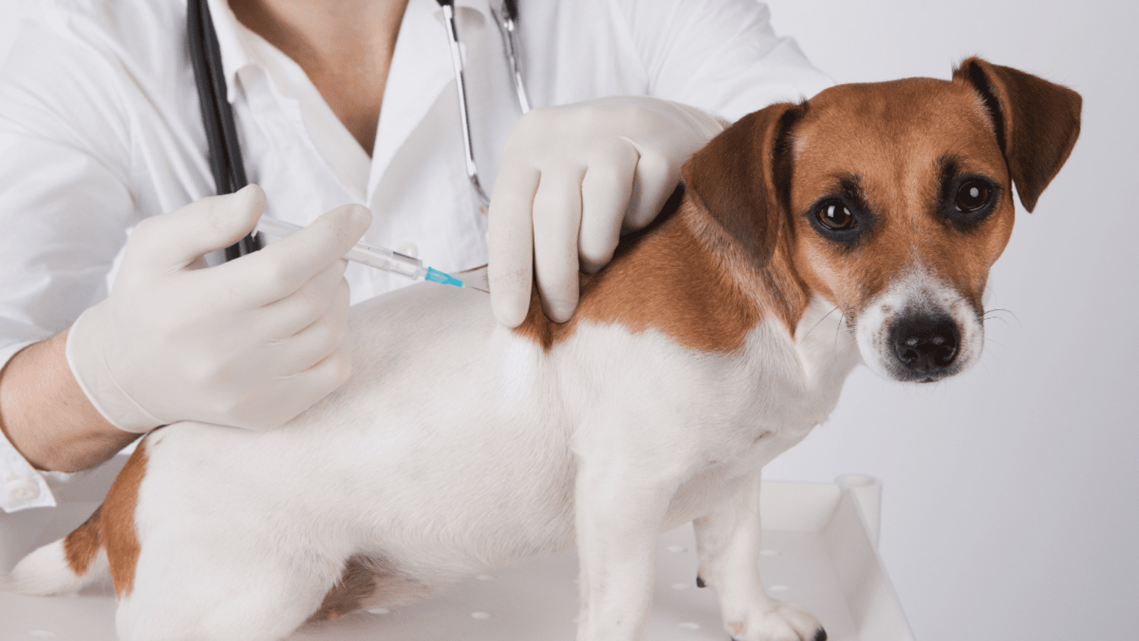 cho-can-sau-bao-lau-thi-an-toan-cach-nhan-biet-va-xu-tri-de-phong-tranh-benh-dai 5.png