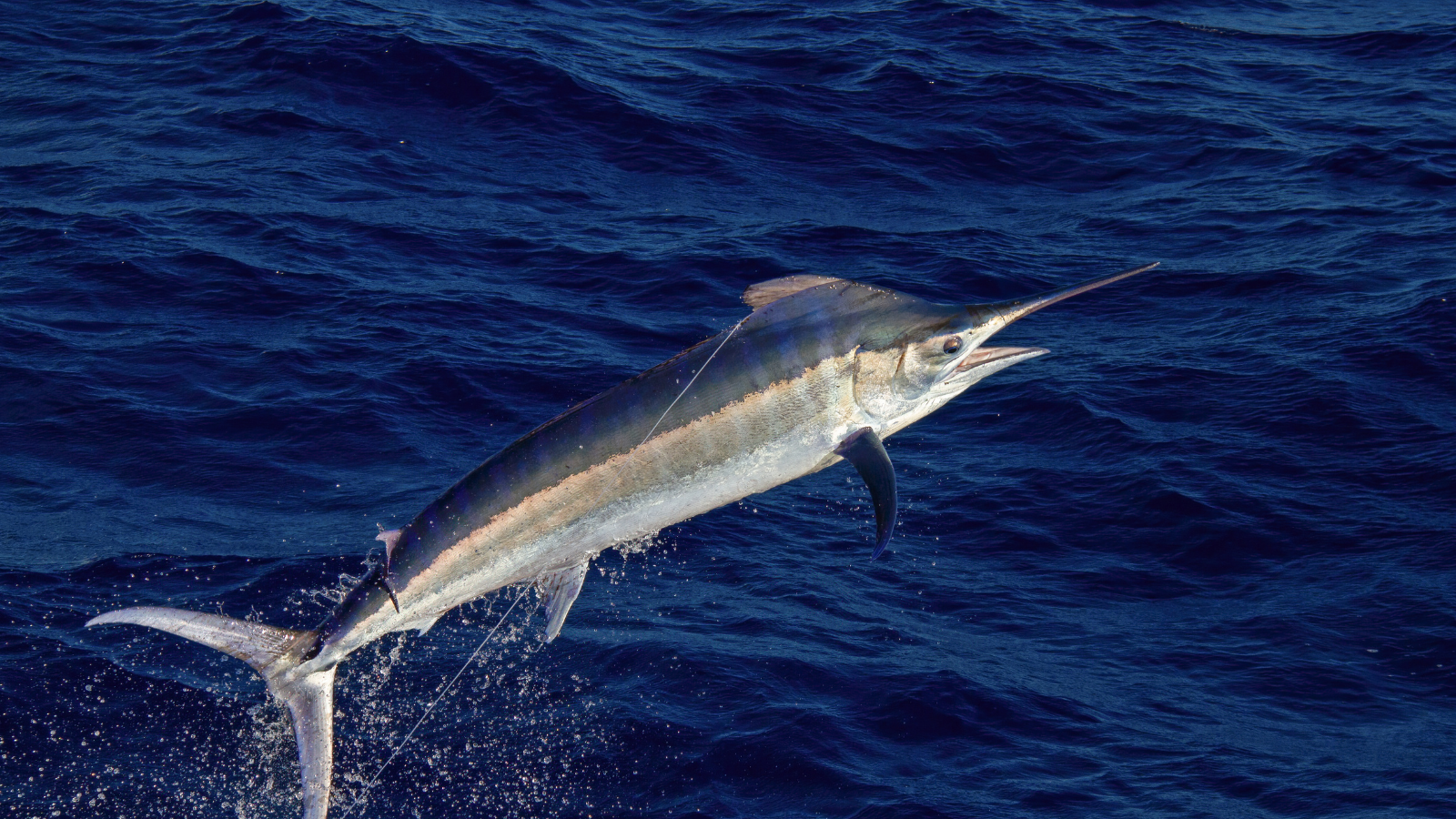 Tránh các loại cá chứa thủy ngân khi cho con bú để bảo vệ sự phát triển của bé