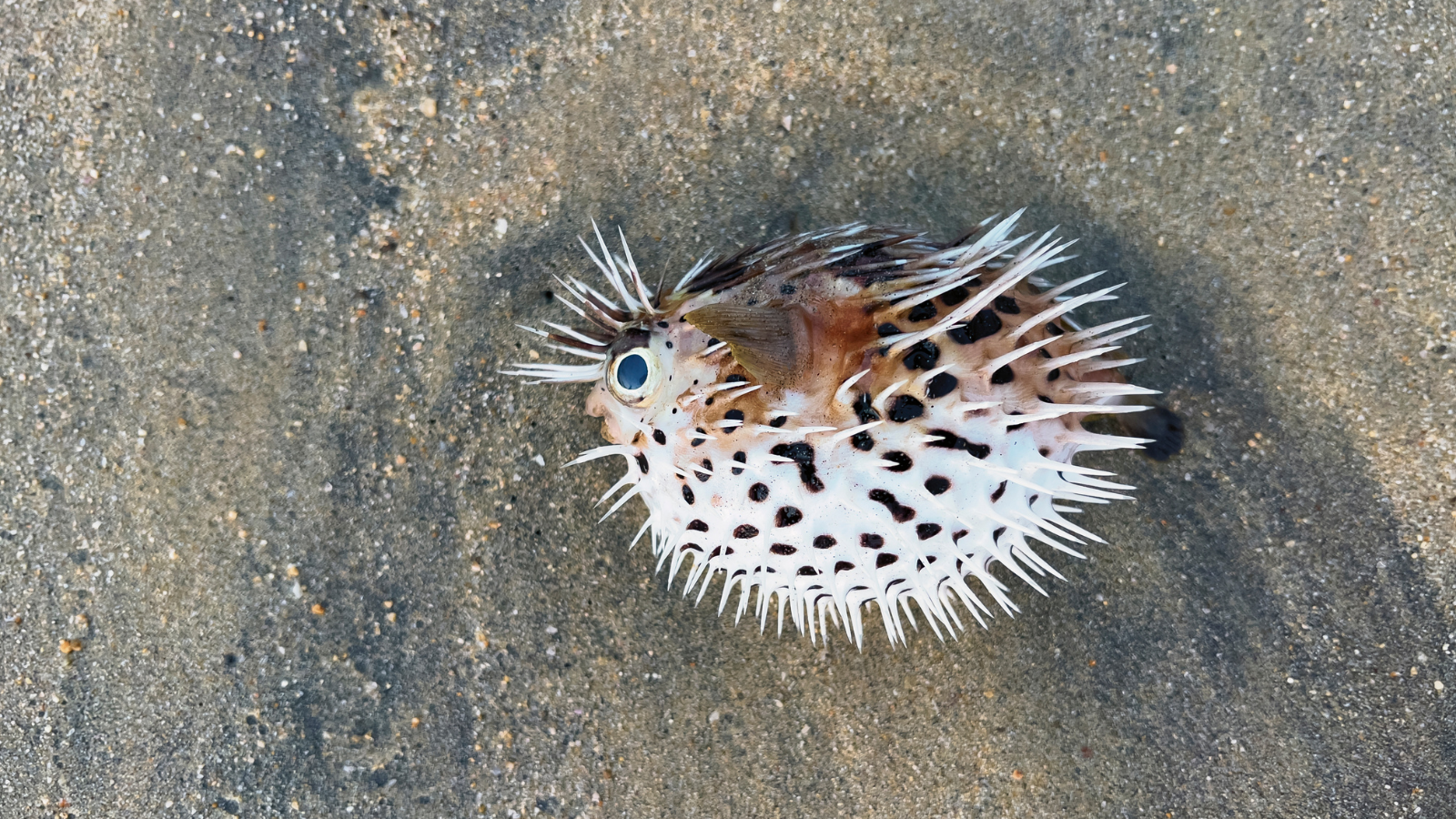 Top 5 các loại cá không nên ăn khi cho con bú 2