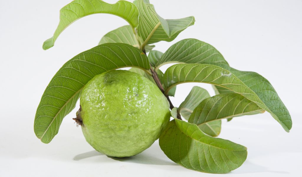 Lá ổi chứa các chất có tác dụng chống oxy hóa, hỗ trợ ngừa viêm hiệu quả