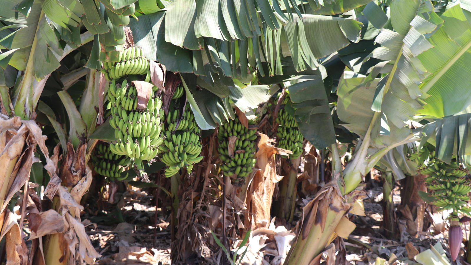 Loại chuối nào có nhiều kali? Những giống chuối Việt Nam giàu kali nhất 2