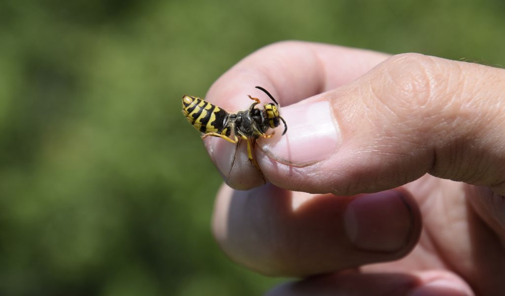 Ong đốt có thể gây dị ứng và dẫn đến phản ứng nghiêm trọng như khó thở