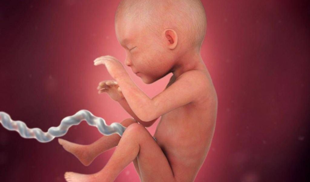 Nguồn tế bào gốc được lựa chọn nhiều nhất để lưu trữ là máu cuống rốn và mô dây rốn