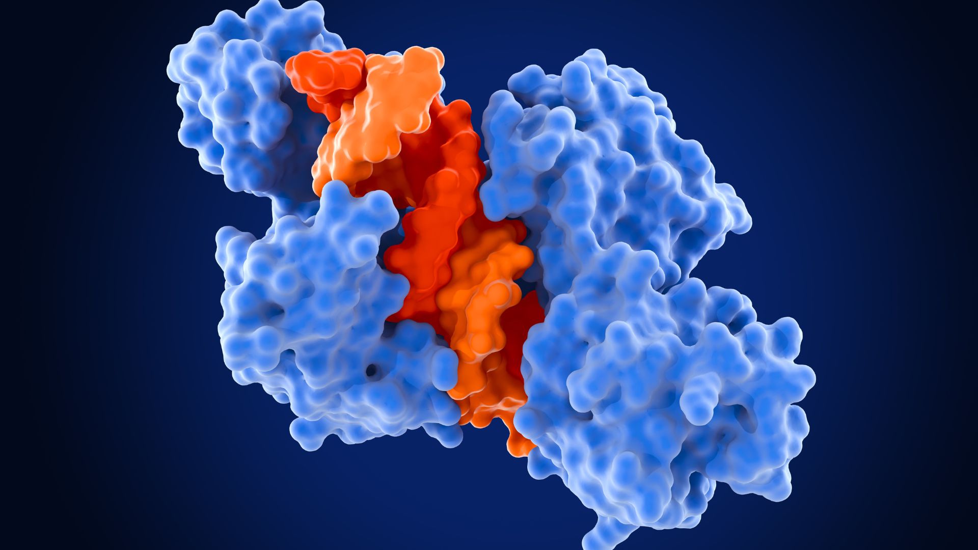 Pepsinogen được tiết ra từ các tế bào tuyến của niêm mạc dạ dày