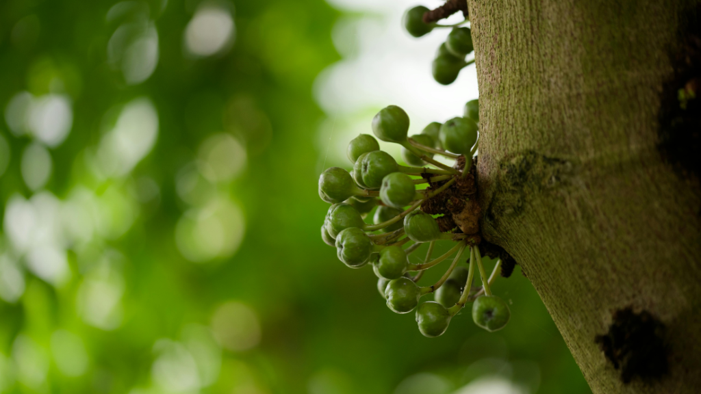 Quả sung Việt Nam thường mọc thành chùm trên thân cây, nách lá, khi chín có màu cam đỏ