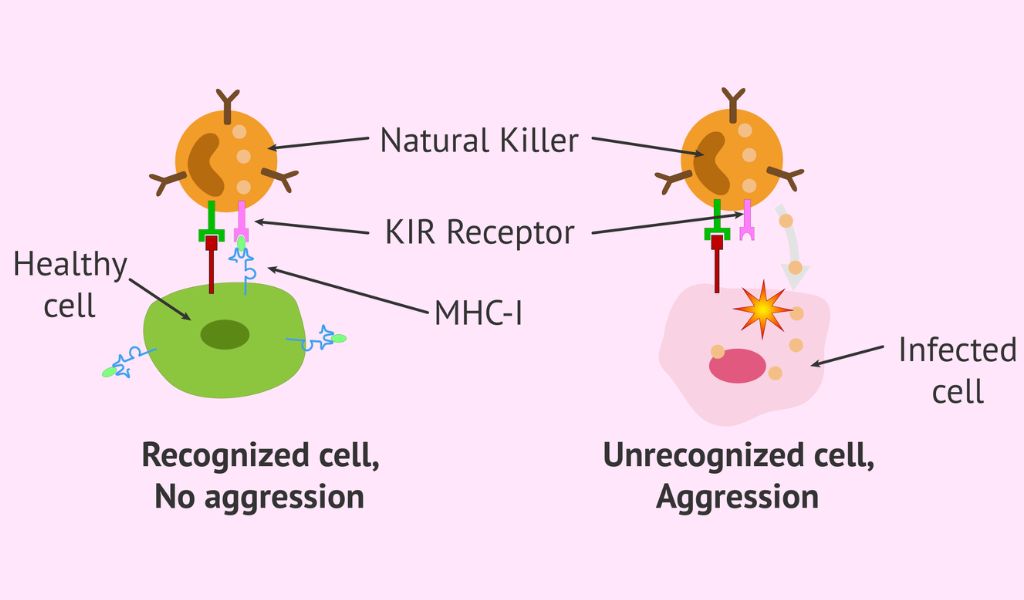 Cơ chế nhận diện tế bào thông qua tín hiệu kích hoạt và ức chế