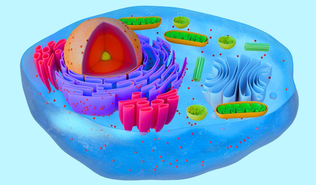 Tế bào gan là thành phần nhu mô chủ yếu của gan