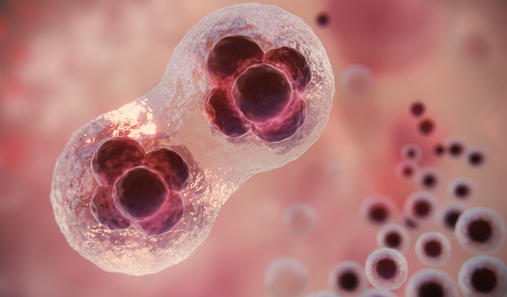 Tế bào gốc có khả năng biệt hóa thành các tế bào chuyên biệt