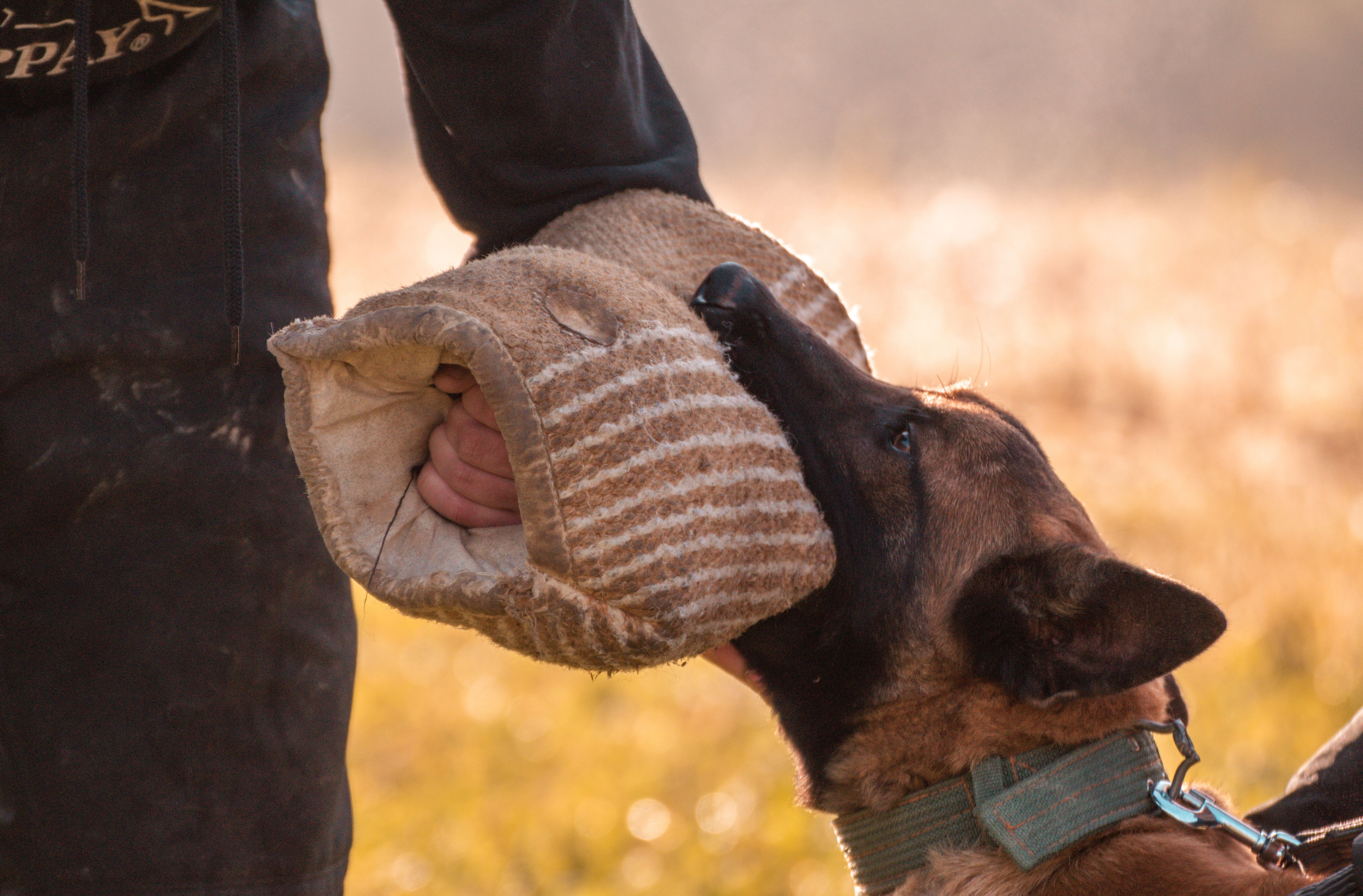bi-cho-can-co-phai-tiem-uon-van-khong 2