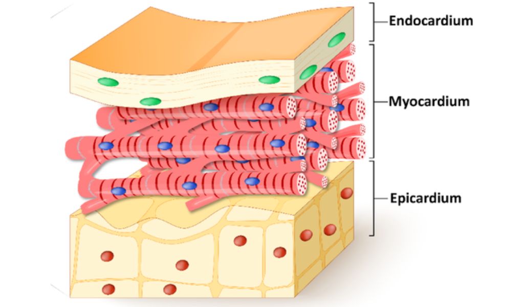Ba lớp mô cấu tạo nên tim gồm nội tâm mạc, cơ tim và màng ngoài tim