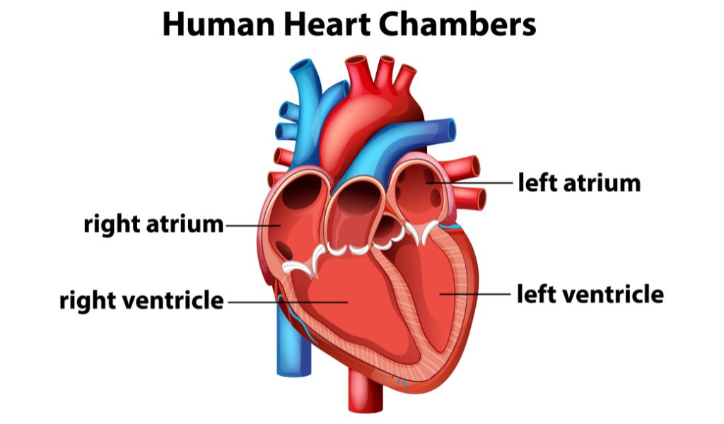 Hình ảnh minh họa trả lời cho câu hỏi “Tim người có mấy ngăn?”