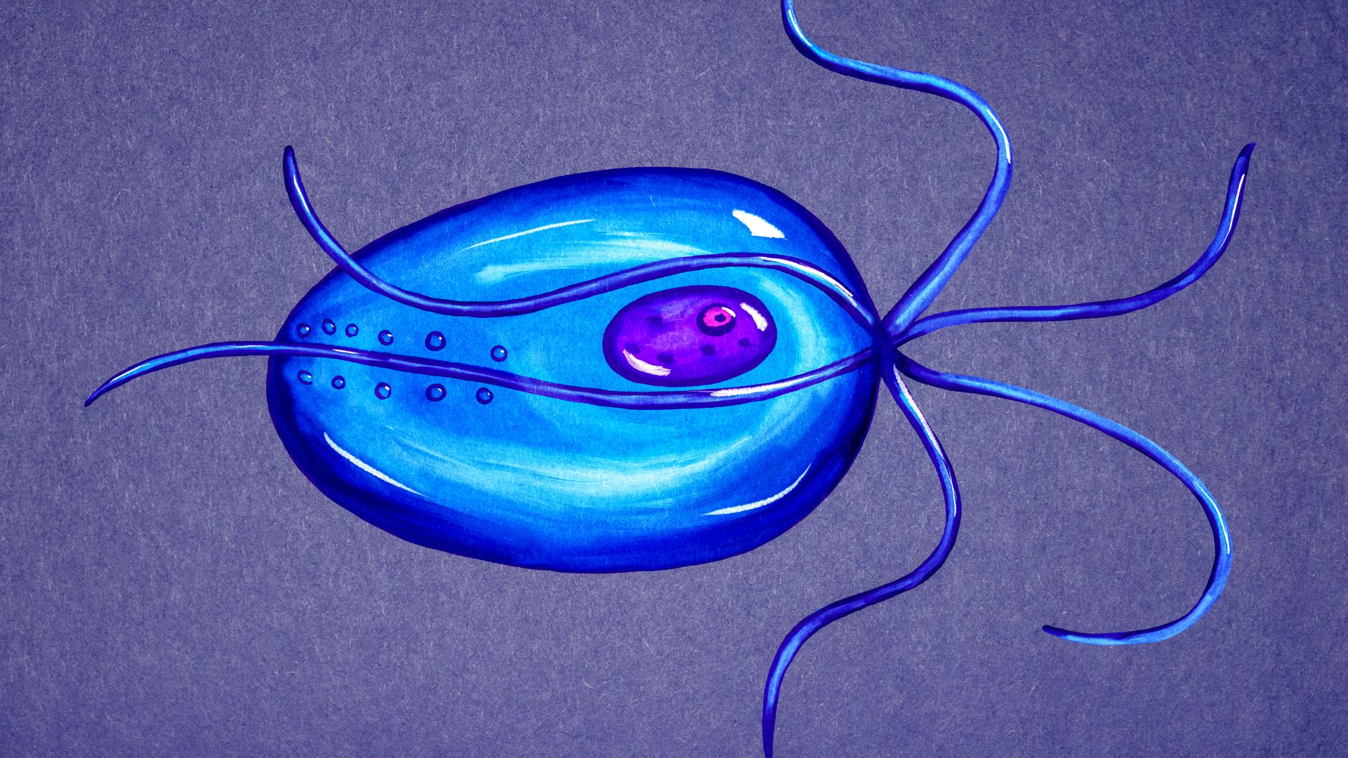 Nguyên nhân trực tiếp gây bệnh Trichomoniasis là do ký sinh trùng đơn bào&nbsp;Trichomonas vaginalis