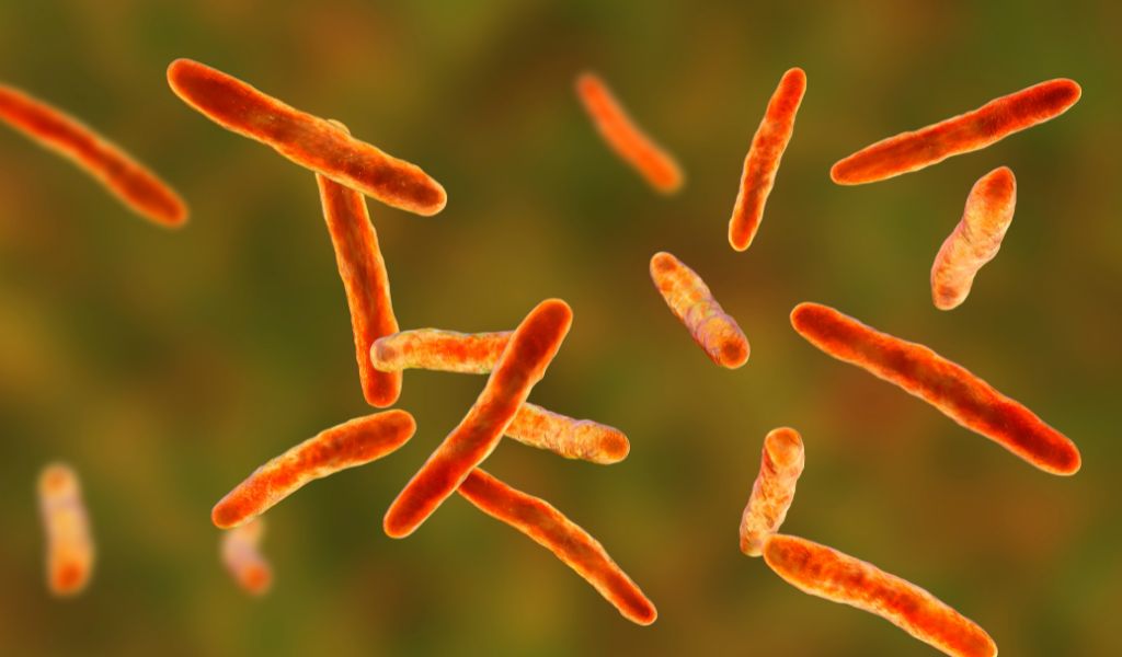 Vi khuẩn Mycobacterium leprae là trực khuẩn mảnh, hơi cong, thường tụ thành cụm hoặc bó