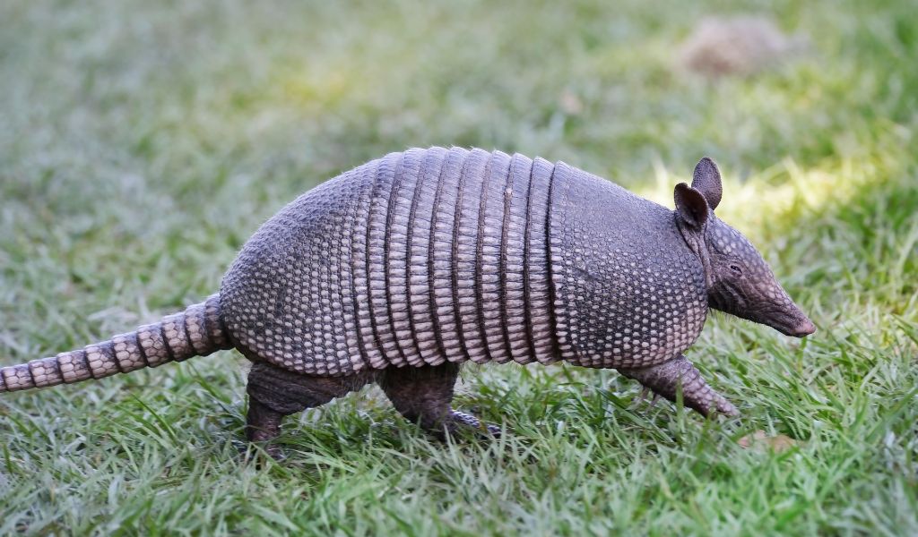 Tatu chín đai là vật chủ tự nhiên của Mycobacterium leprae