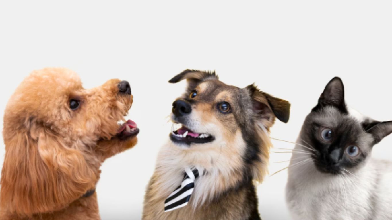 Khi hôn nhau có lây bệnh dại không? Những đường lây truyền bệnh dại 2