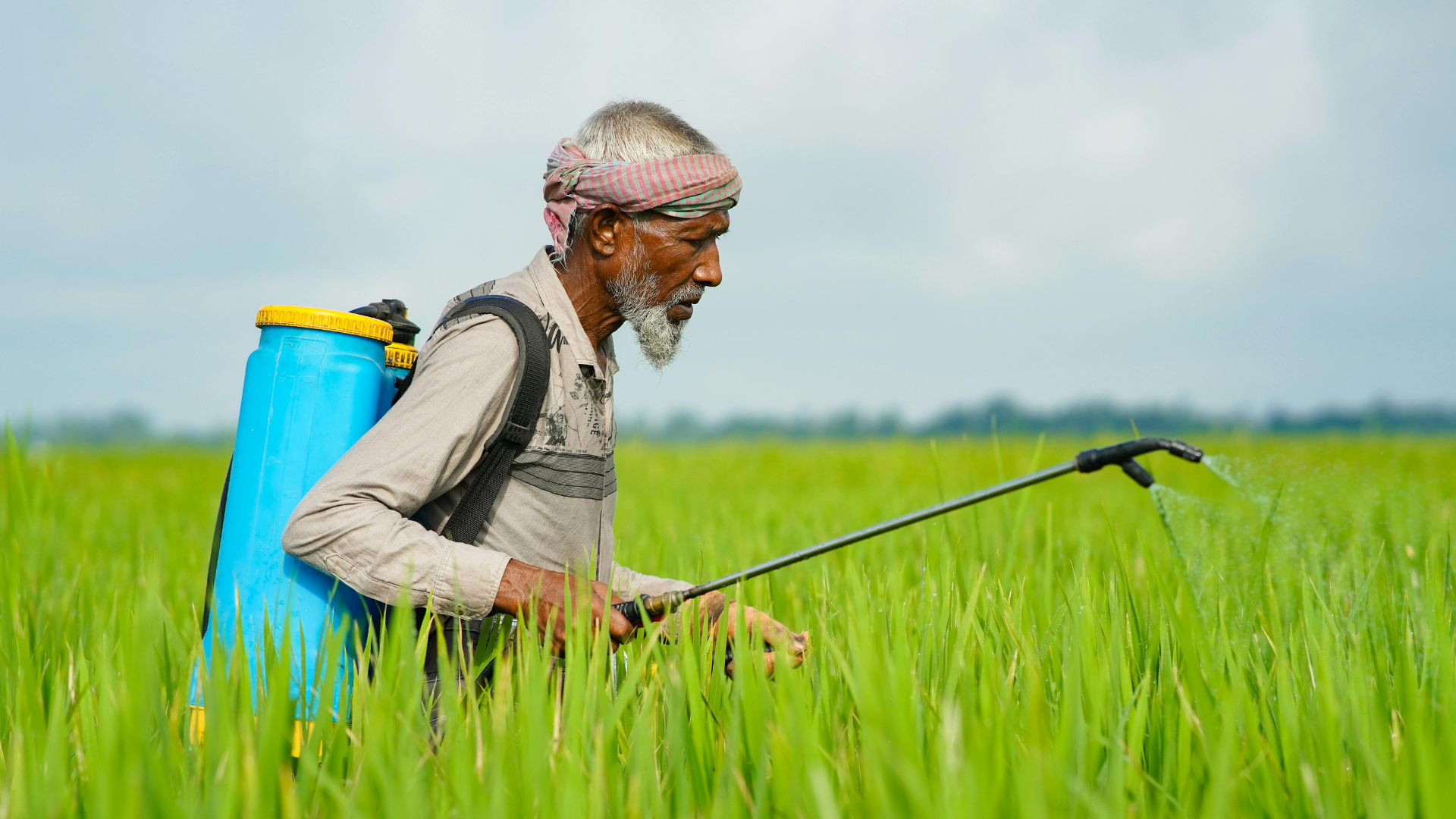 Tiếp xúc thuốc trừ sâu có thể gây alpha cypermethrin ngộ độc