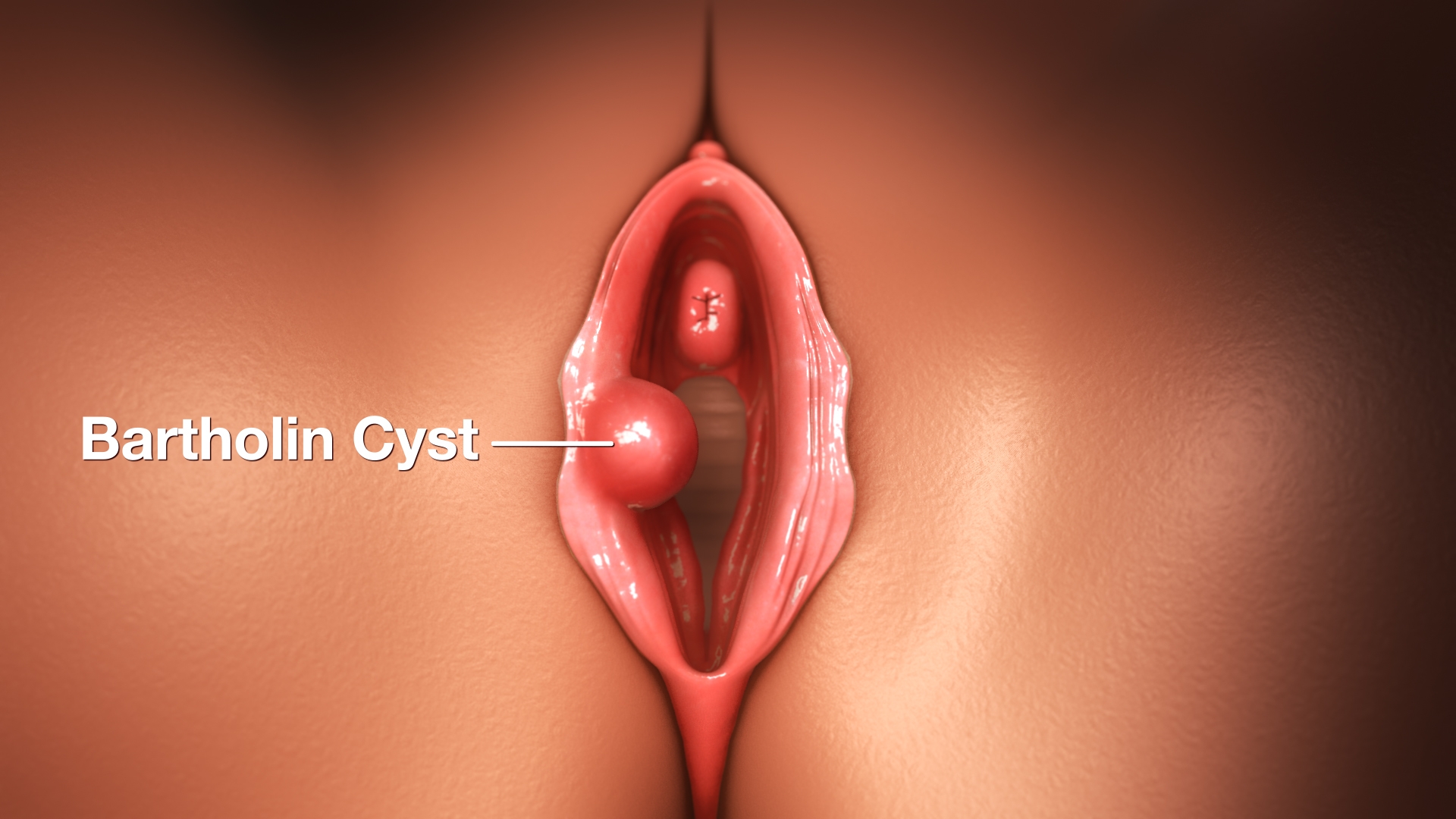Âm hộ: Cấu tạo, chức năng và những vấn đề thường gặp 3
