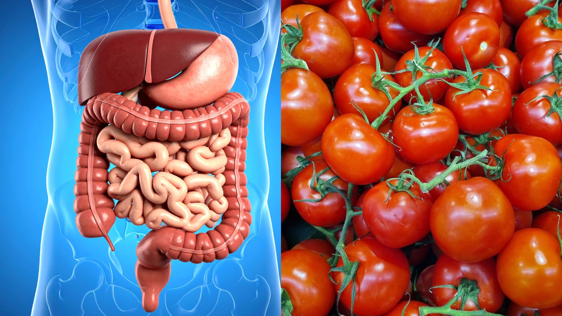 Ăn cà chua tươi giúp bảo vệ sức khỏe hệ tiêu hóa khỏe mạnh từ bên trong