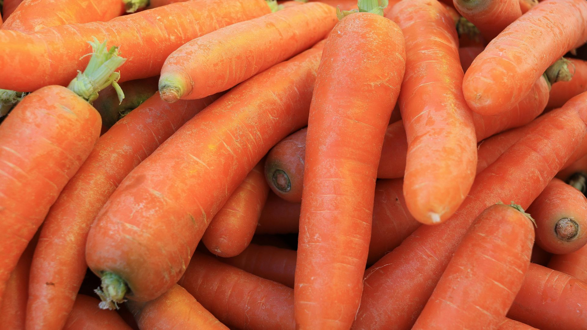 Cà rốt là nguồn cung cấp dưỡng chất dồi dào