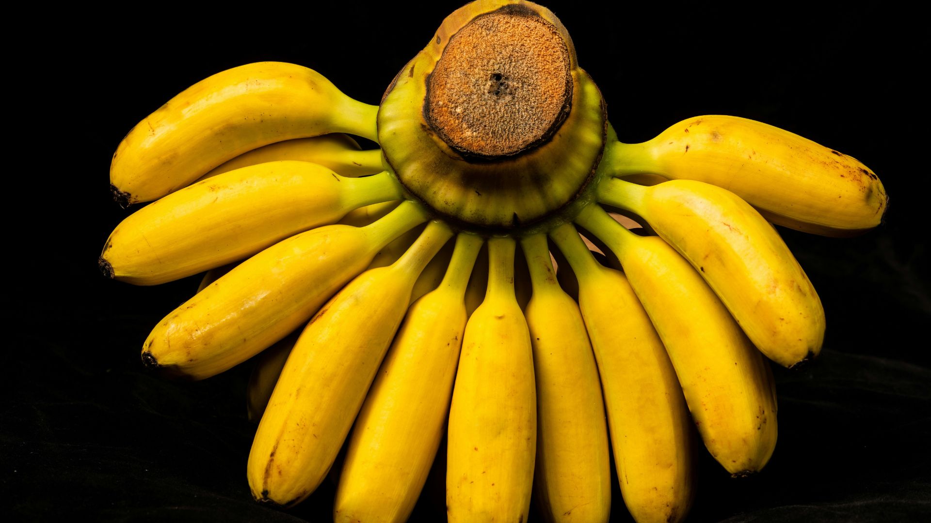 Chất xơ và prebiotic trong chuối là nguồn nuôi dưỡng vi khuẩn có lợi trong đường ruột