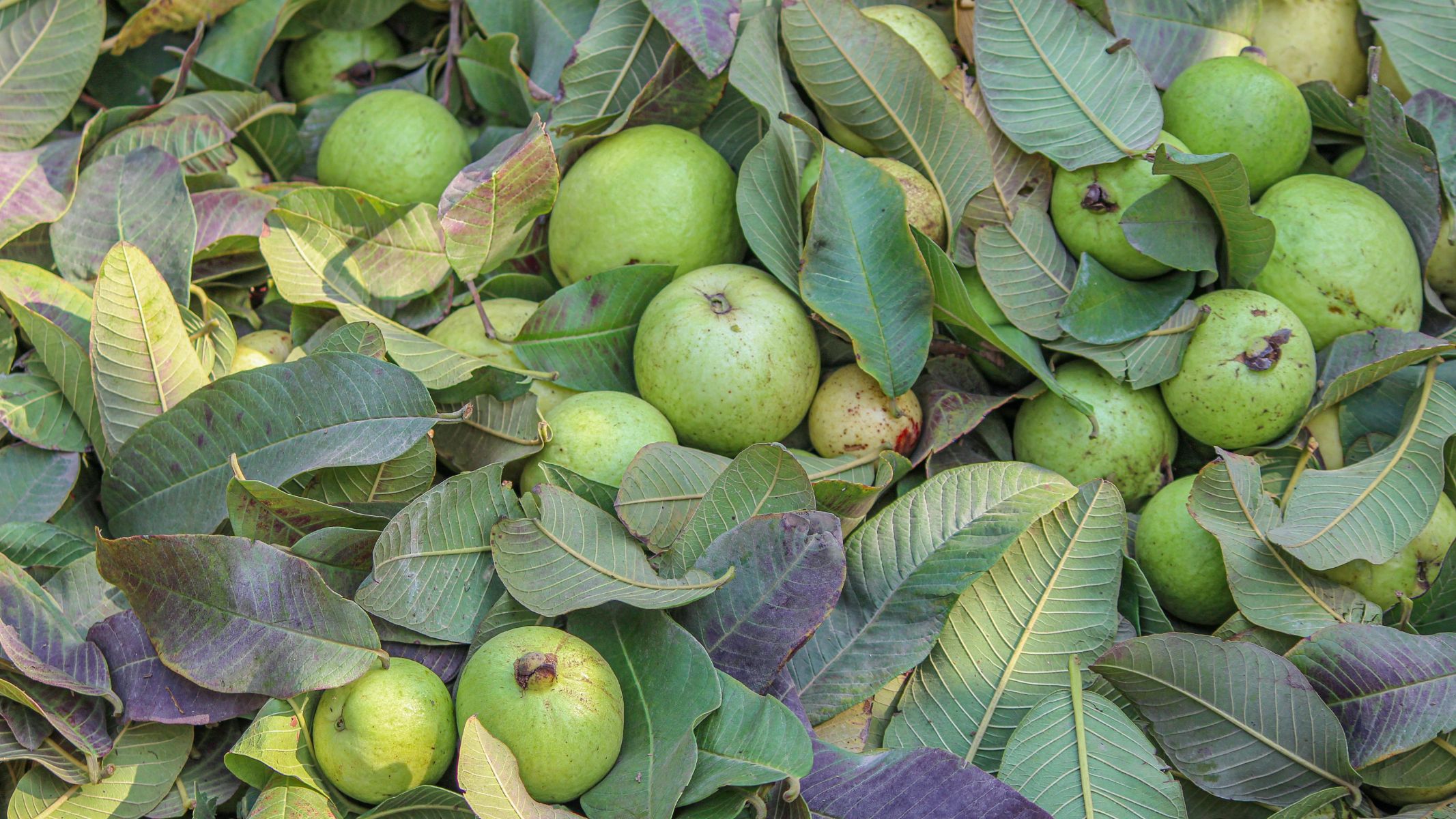 Ưu tiên ổi chín, tránh ổi xanh