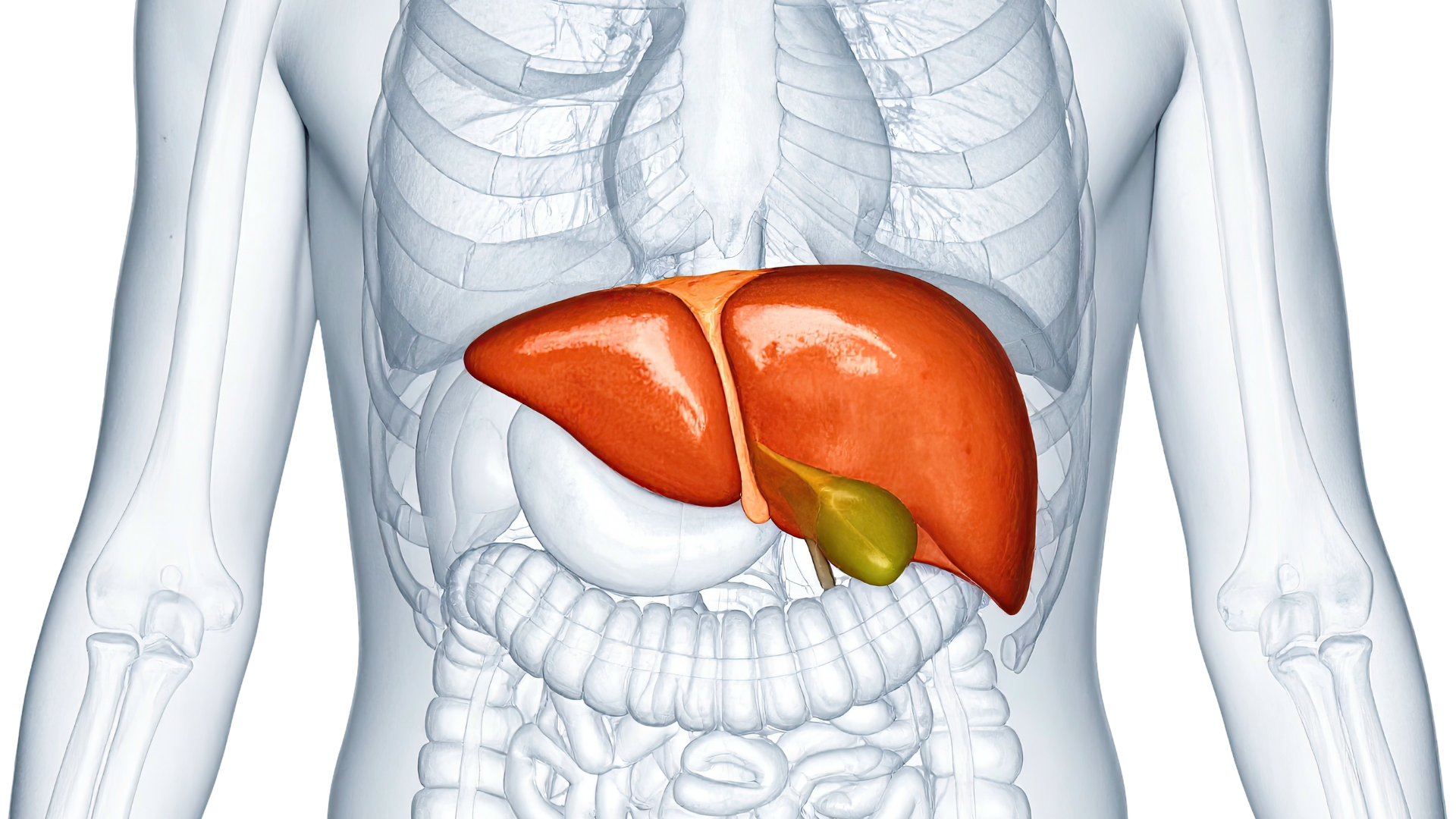 Ăn tỏi đều đặn góp phần giúp thanh lọc cơ thể và cải thiện chức năng gan