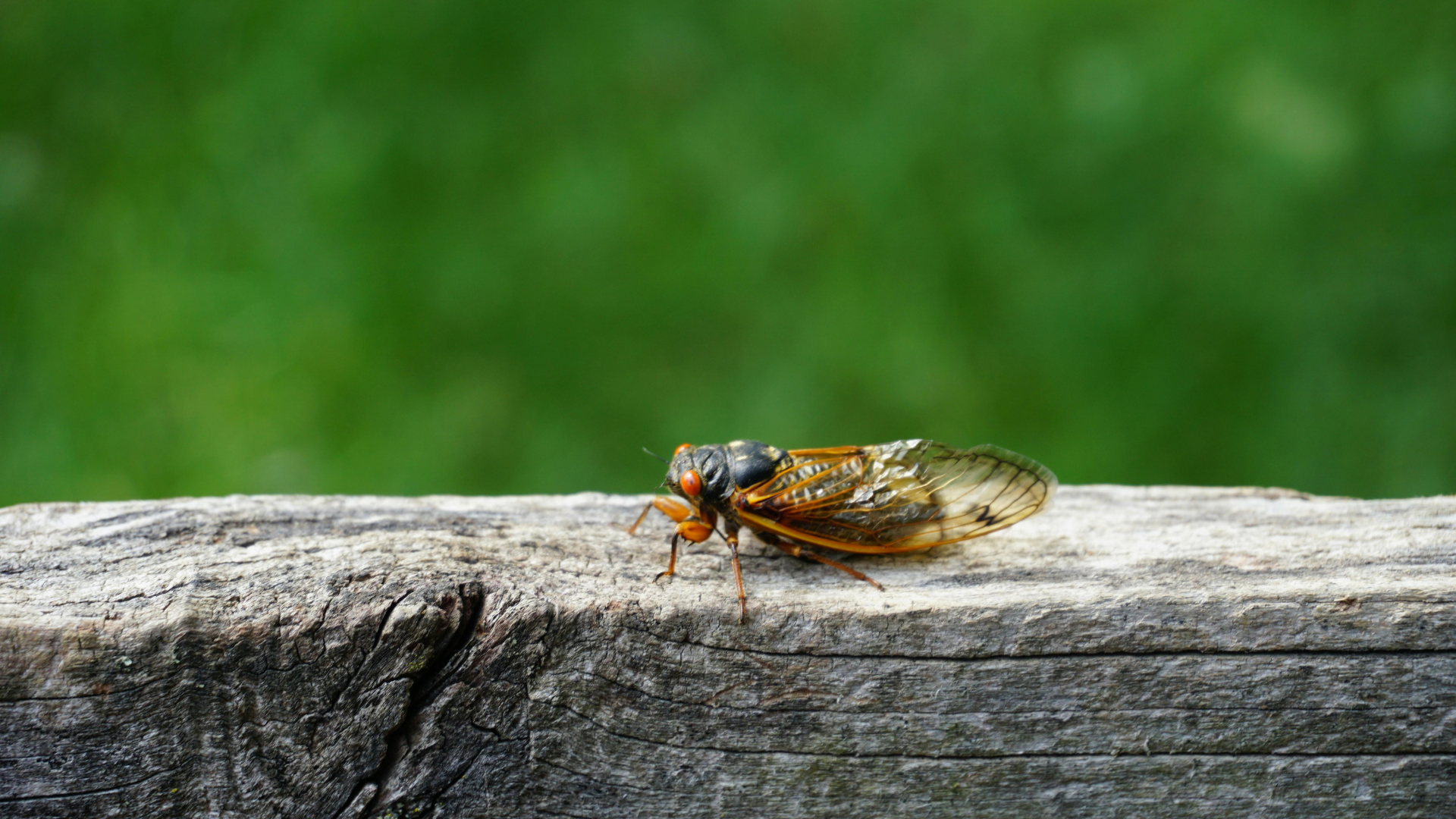 Tìm hiểu nguyên nhân ăn ve sầu bị ngộ độc