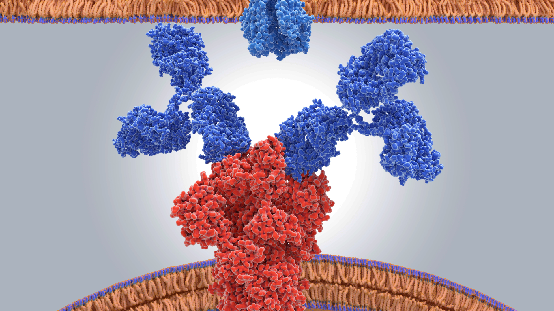 Chu trình renin angiotensin và vai trò của Angiotensin