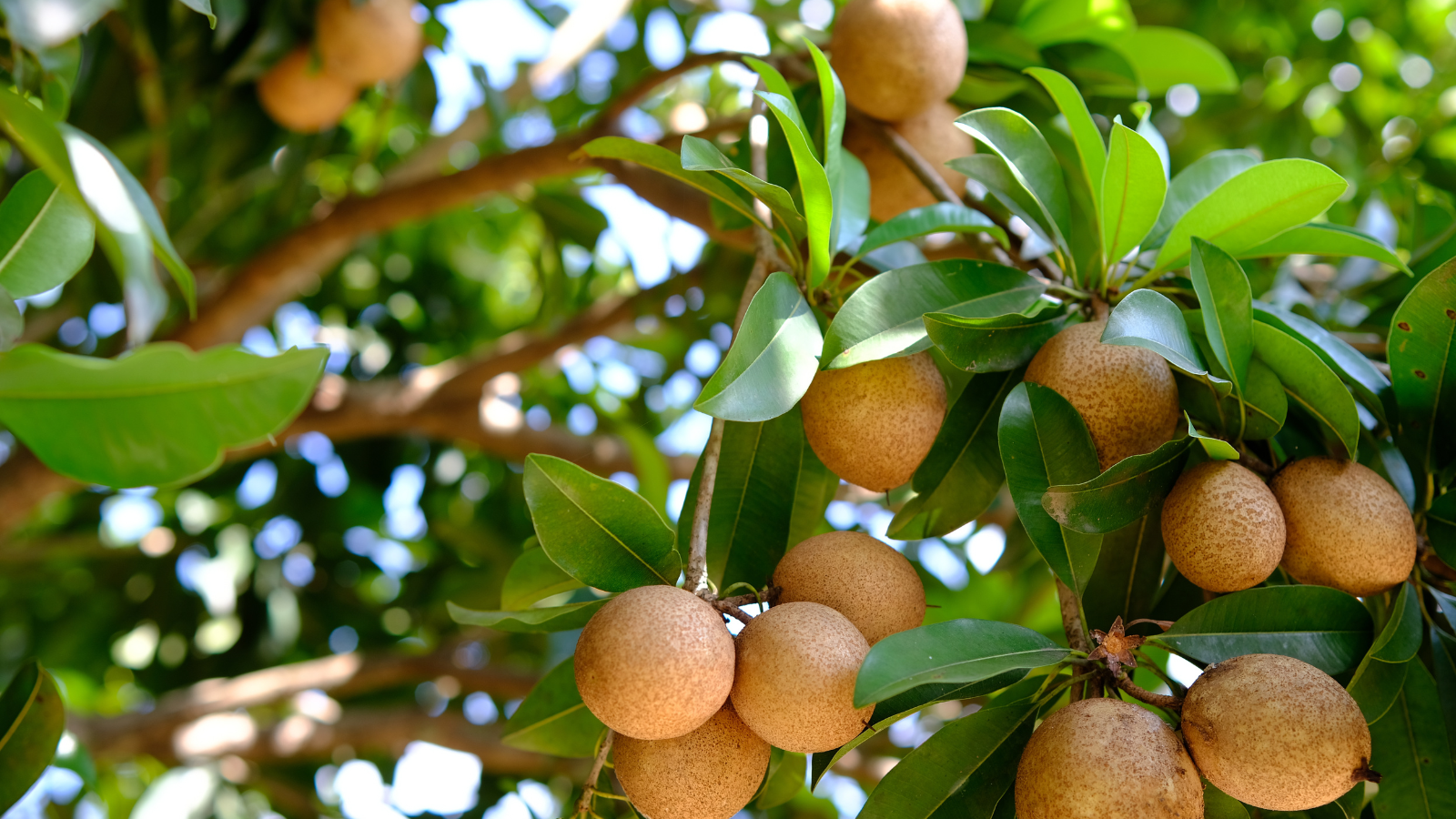 Hồng xiêm mang lại nhiều lợi ích cho sức khỏe nếu được sử dụng với lượng hợp lý