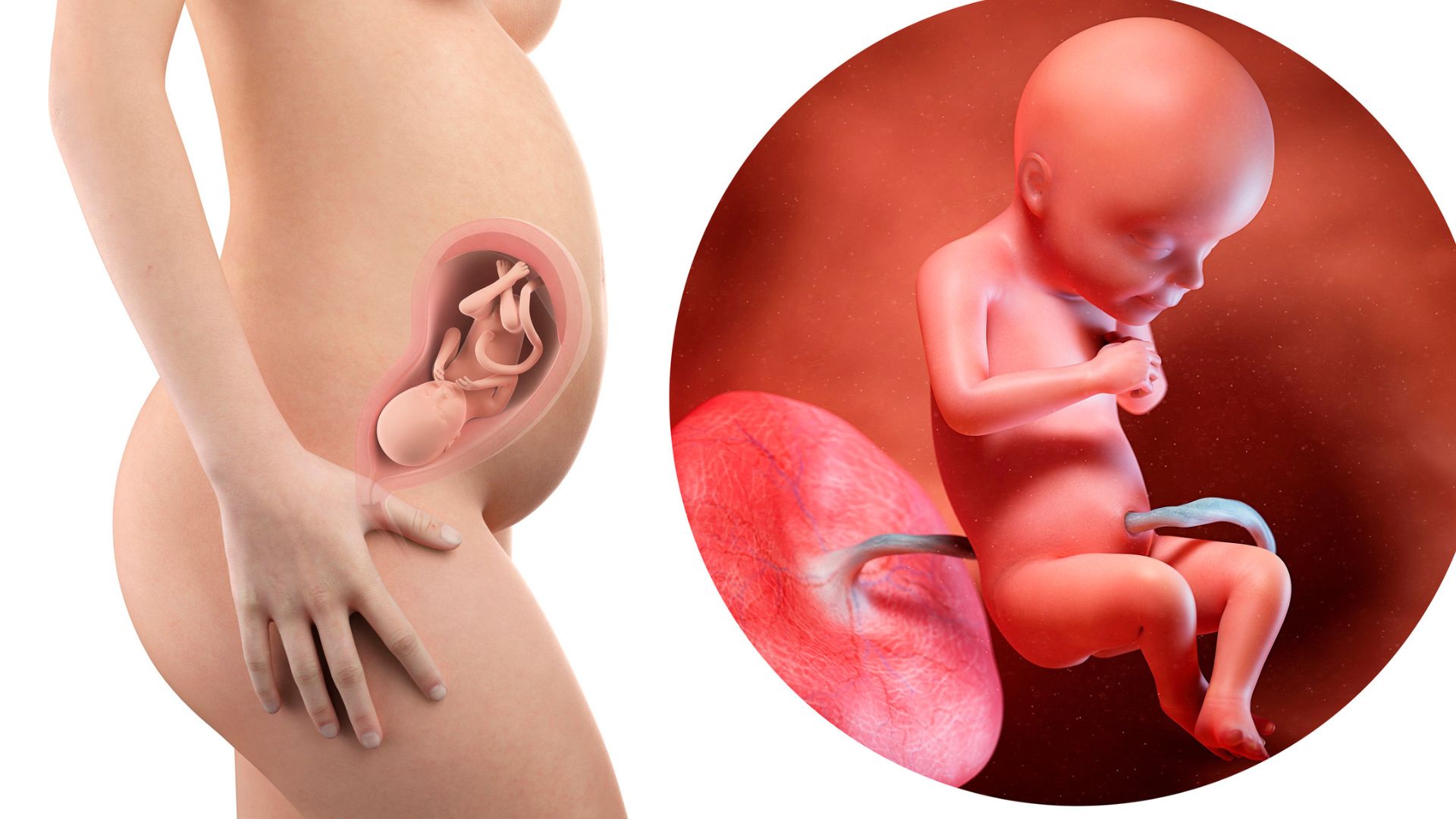 Sự phát triển của thai nhi chèn ép lên vùng chậu khiến mẹ bầu bị đau bụng dưới