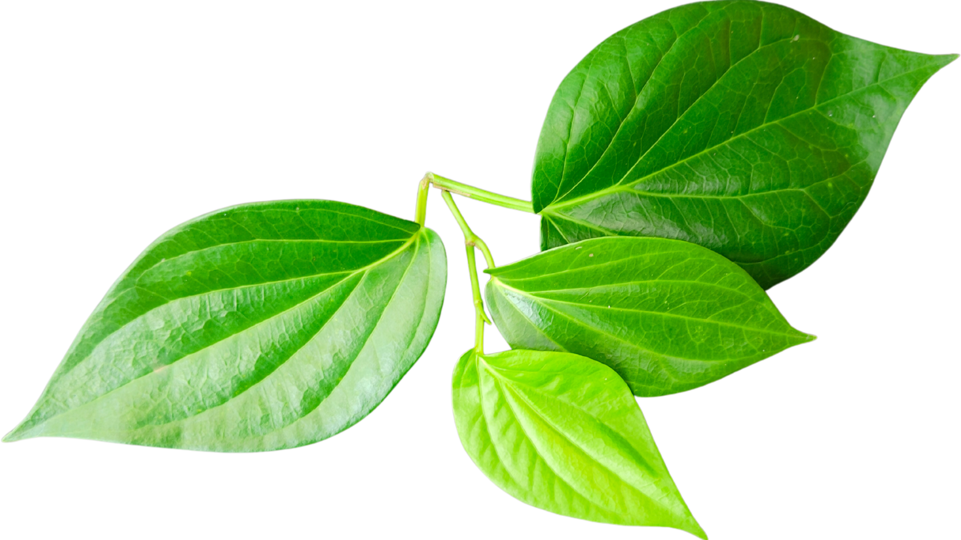 ba-bau-co-duoc-dung-la-trau-khong-khong 3.png