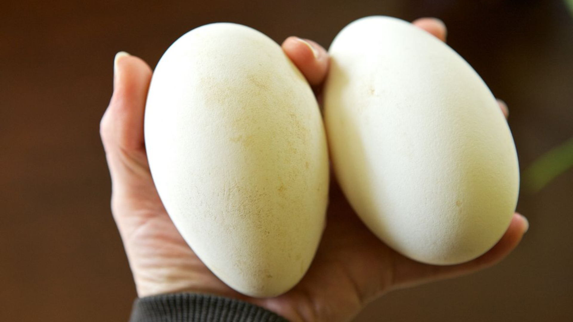 Trứng ngỗng là loại trứng có kích thước lớn, vỏ dày và chứa nhiều đạm cùng chất béo hơn trứng gà