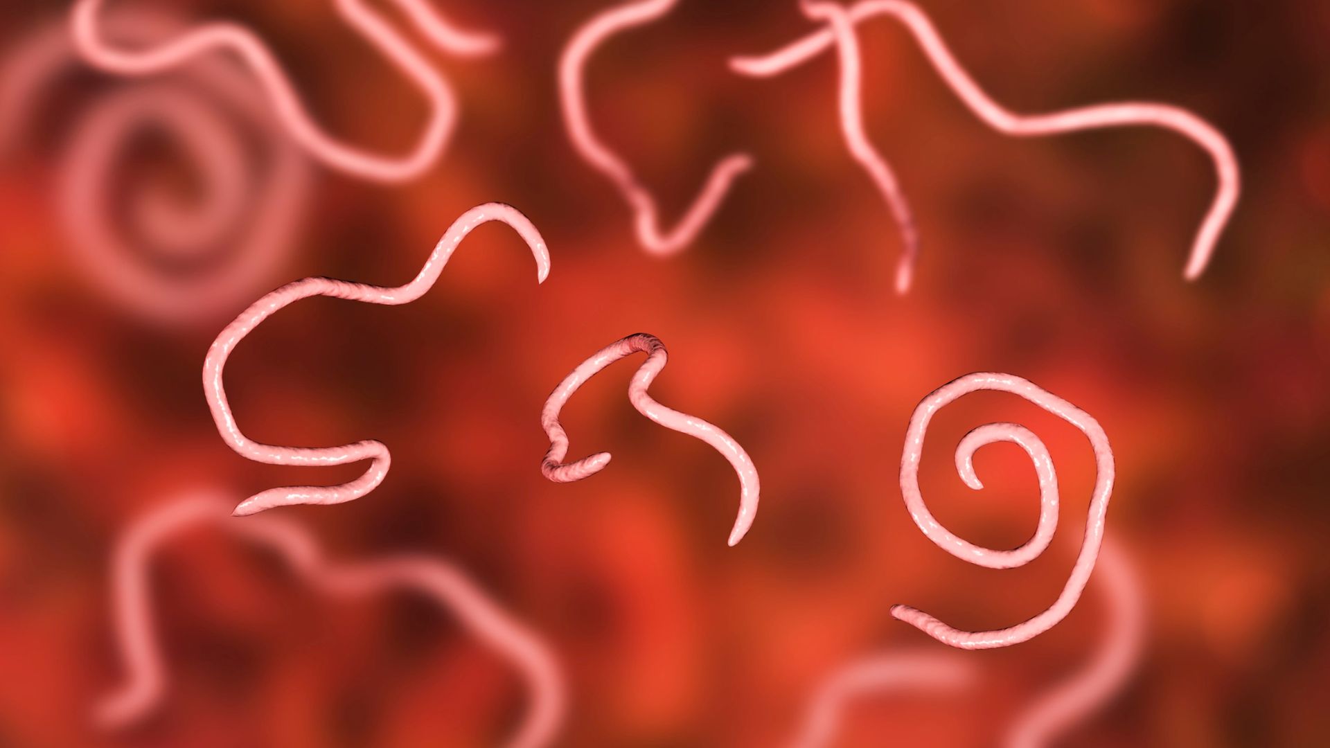 Bạch cầu ái toan có chức năng chống lại ký sinh trùng để bảo vệ cơ thể